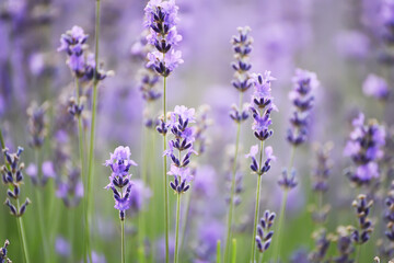 lilac lavender flowers close up.