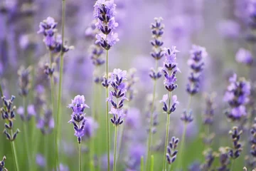 Poster lilac lavender flowers close up. © Ann Stryzhekin