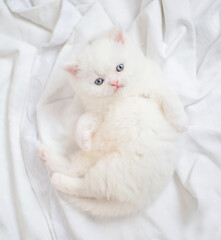 cute persian kitten playing