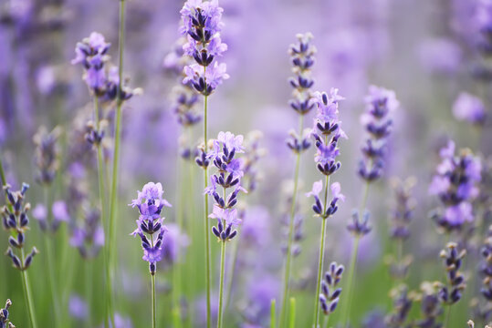 lilac lavender flowers close up. © Ann Stryzhekin