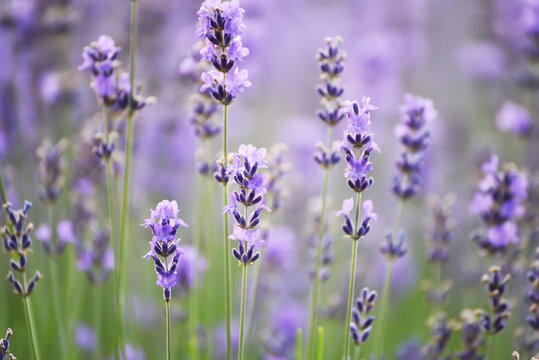 lilac lavender flowers close up. © Ann Stryzhekin