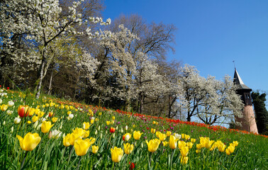 a beautiful spring meadow full of colorful tulips with lake Constance or Bodensee in the background...