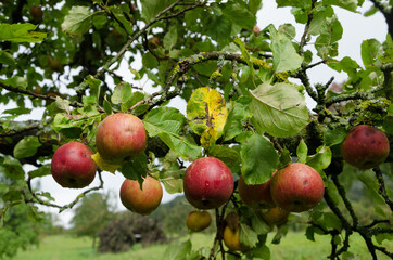 Äpfel am Baum in Nahaufnahme
