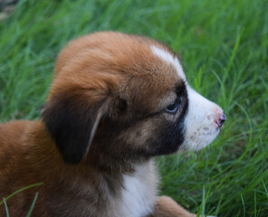portrait of a puppy. cute puppy in grass