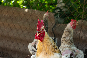 Young handsome formidable rooster in the farm yard