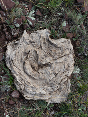 Old cow dung lying on the grass. Dry dung natural fuel. In India, it is known as dung cakes. Top view