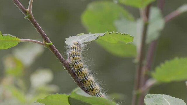Buff-tip Moth Caterpillar Eating a leaf