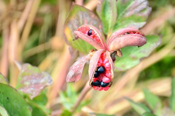 Frutos y semillas de paeonia coriacea, rosa maldita, a finales de verano