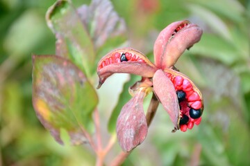 Frutos y semillas de paeonia coriacea, rosa maldita, a finales de verano