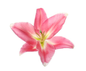 Naklejka na ściany i meble Beautiful pink lily flower isolated on white