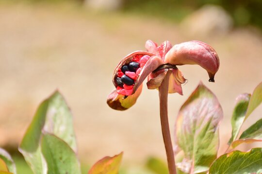 Frutos y semillas de paeonia coriacea, rosa maldita, a finales de verano