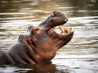 Fototapeta na wymiar Hippo gape