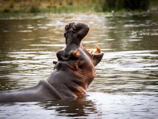 Hippopotamus yawn