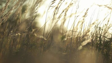 The blurry sun rises over the grass, the beam breaks through the stems of the grass. the grass sways in the wind in the sunlight Magic meadow. Warm rays of the sun illuminate the trunks of the plant.