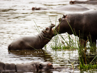Playful young hippos