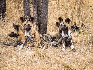 Curios African wild dog pups