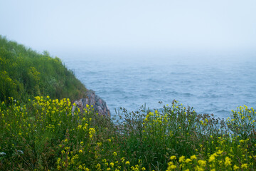 Northern landscape - field of yellow wild flowers up on a cliff by a foggy sea.