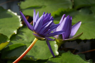 beautiful exotic Purple Water Lily Nymphaea