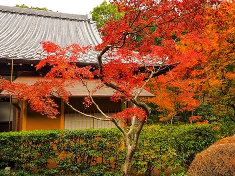Japatabix Photos Images Assets Adobe Stock