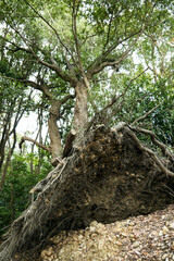 台風で倒れかけている樹木