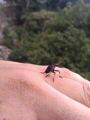 An insect sitting on a hand