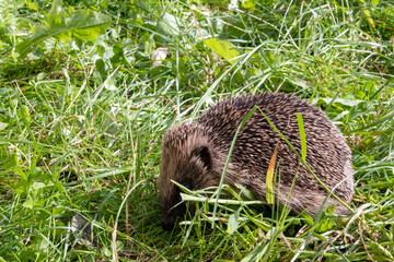 European hedgehog (Erinaceus europaeus), also known as the West European or common hedgehog