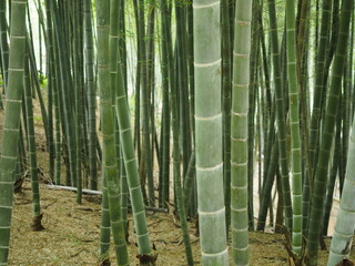 summer cool bamboo forest asia china