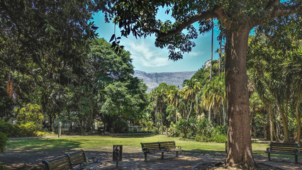 Fototapeta na wymiar In the city park, in the shade of tall trees, there are benches. Green grass on the lawn. Lush tropical vegetation around. The top of Table Mountain is visible against the blue sky. Cape Town