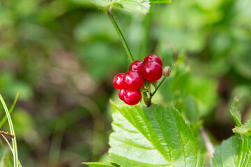 Red edible berries in the forest on a bush, rubus saxatilis. Useful berries with a delicate pomegranate taste