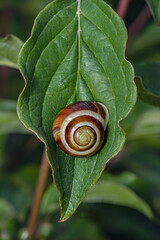 Close up Shot of a Mollusk Snail on a Green Leaf 