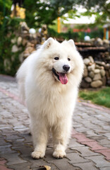 white Samoyed dog (Husky, Bjelkier, Sammy, Laika, Spitz) stands on a park path. Playful outdoor pet. Full length. Northern Sled Dog, companion