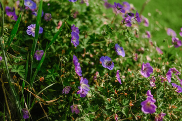 Flowers in the garden, in the middle of summer