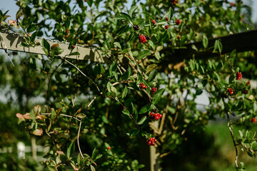 Random bays in a garden in the summer