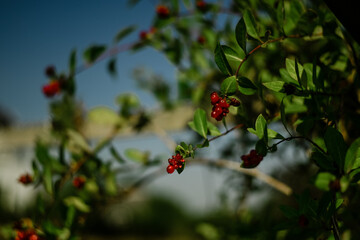 Random berrys in a garden in the summer