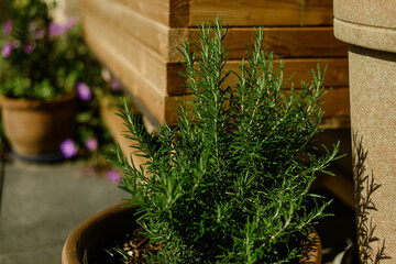 Aromatic leaves and plants in the garden