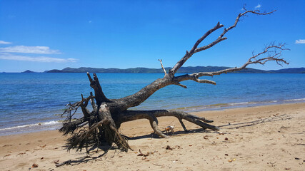 Old dry uprooted tree on a sandy beach on a sunny day