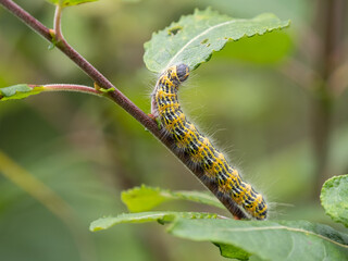 Buff-tip Moth Caterpillar Eating a leaf