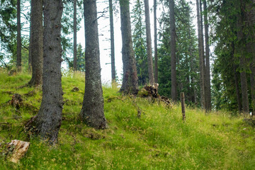 Forest trees in Bucegi mountains,  Romania,  Spring day