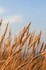Beautiful abstract closeup of golden dried meadow grass. 
 Abstract natural background. Natural Beige or Set Sail Champagne Background.
Minimal, stylish, trend concept