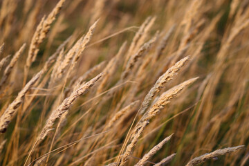 Beautiful abstract closeup of golden dried meadow grass. 
 Abstract natural background. Natural Beige or Set Sail Champagne Background.
Minimal, stylish, trend concept