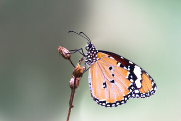  Close up of Plain Tiger Danaus chrysippus butterfly resting on the plant in natures green background
