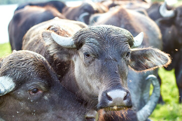 Water buffalo (Bubalus bubalis) muzzle. Closeup portrait. Buffalo wildlife. Funny muzzle looking. Odd bizarre weird muzzle. Wild, strong, primal.