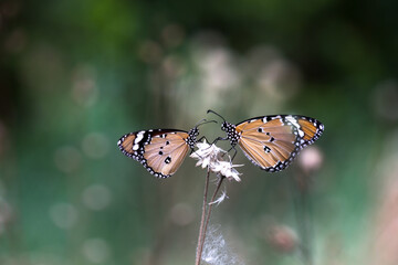  Close up of Plain Tiger Danaus chrysippus butterfly resting on the plant in natures green background
