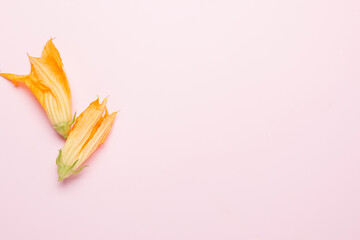 Zucchini flowers on a delicate pink background
