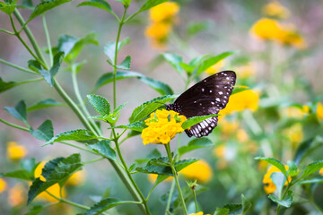 Euploea core, the common crow, is a common butterfly found in South Asia to Australia. In India it...