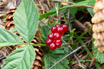 Red edible berries in the forest on a bush, rubus saxatilis. Useful berries with a delicate...