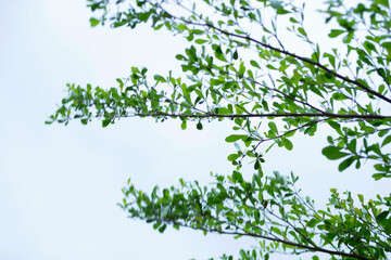 green leaf frame with blue sky and white clouds background, can be used as wallpaper
