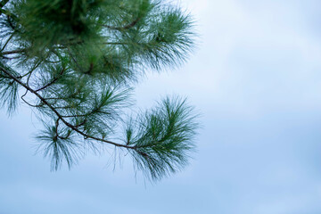 Obraz premium green leaf frame with blue sky and white clouds background, can be used as wallpaper