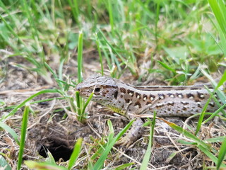 lizard on the grass