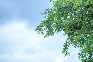 green leaf frame with blue sky and white clouds background, can be used as wallpaper